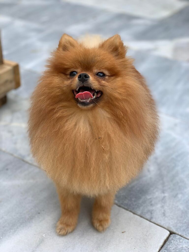 Pomeranian Dog