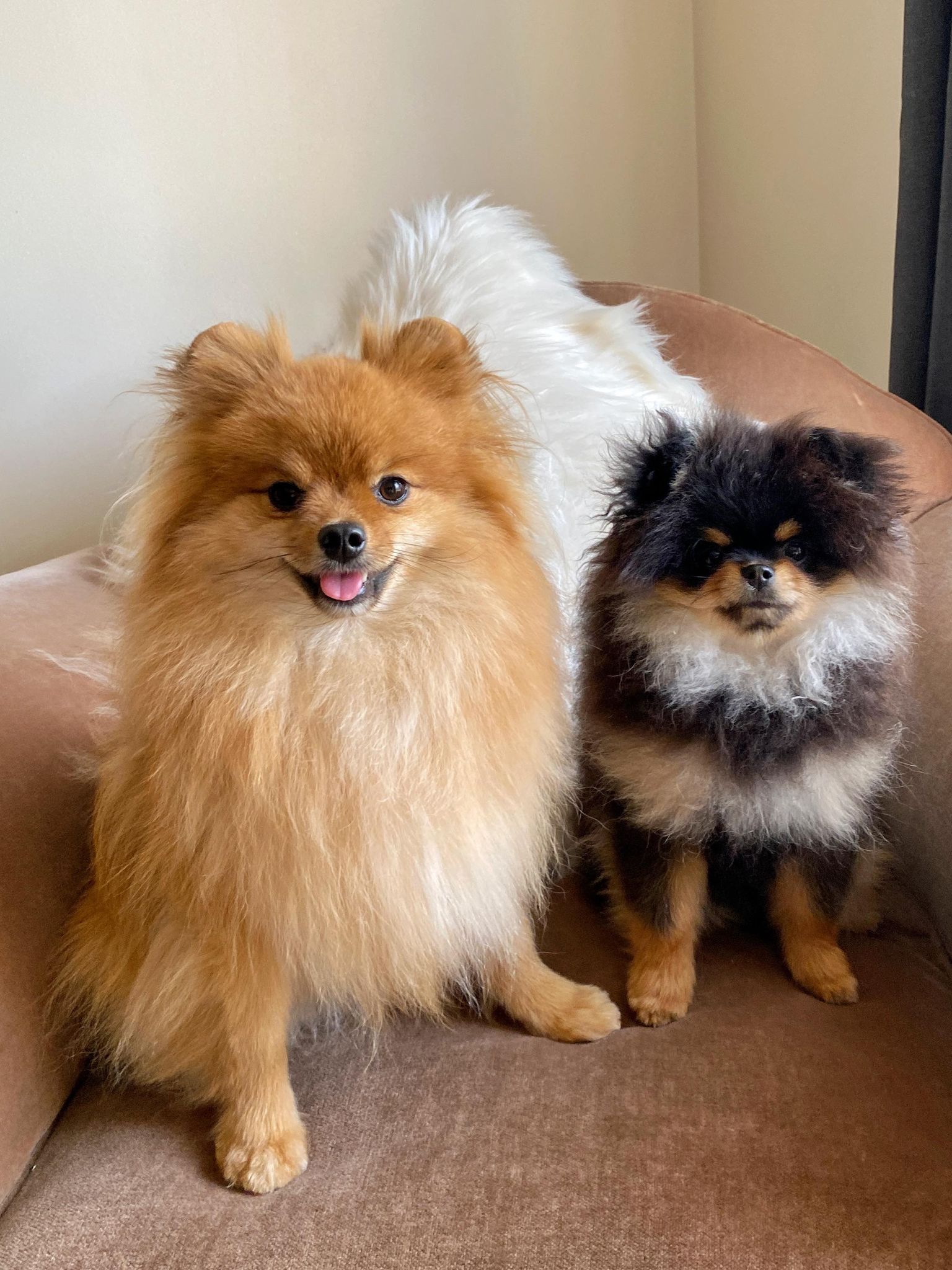 Happy Pomeranians on a chair