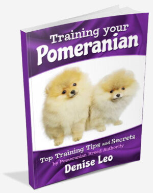 Training your Pomeranian. Top Pomeranian Training Tips (eBook) Instant download. - PomWorld.Com