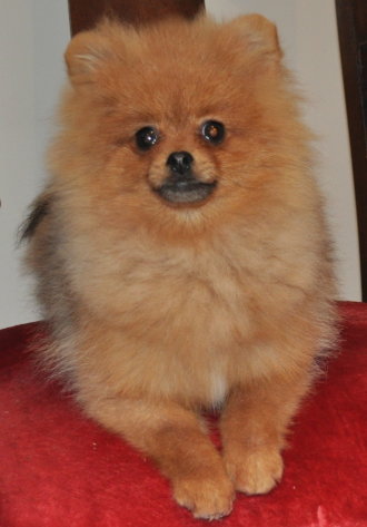 Orange Pomeranian