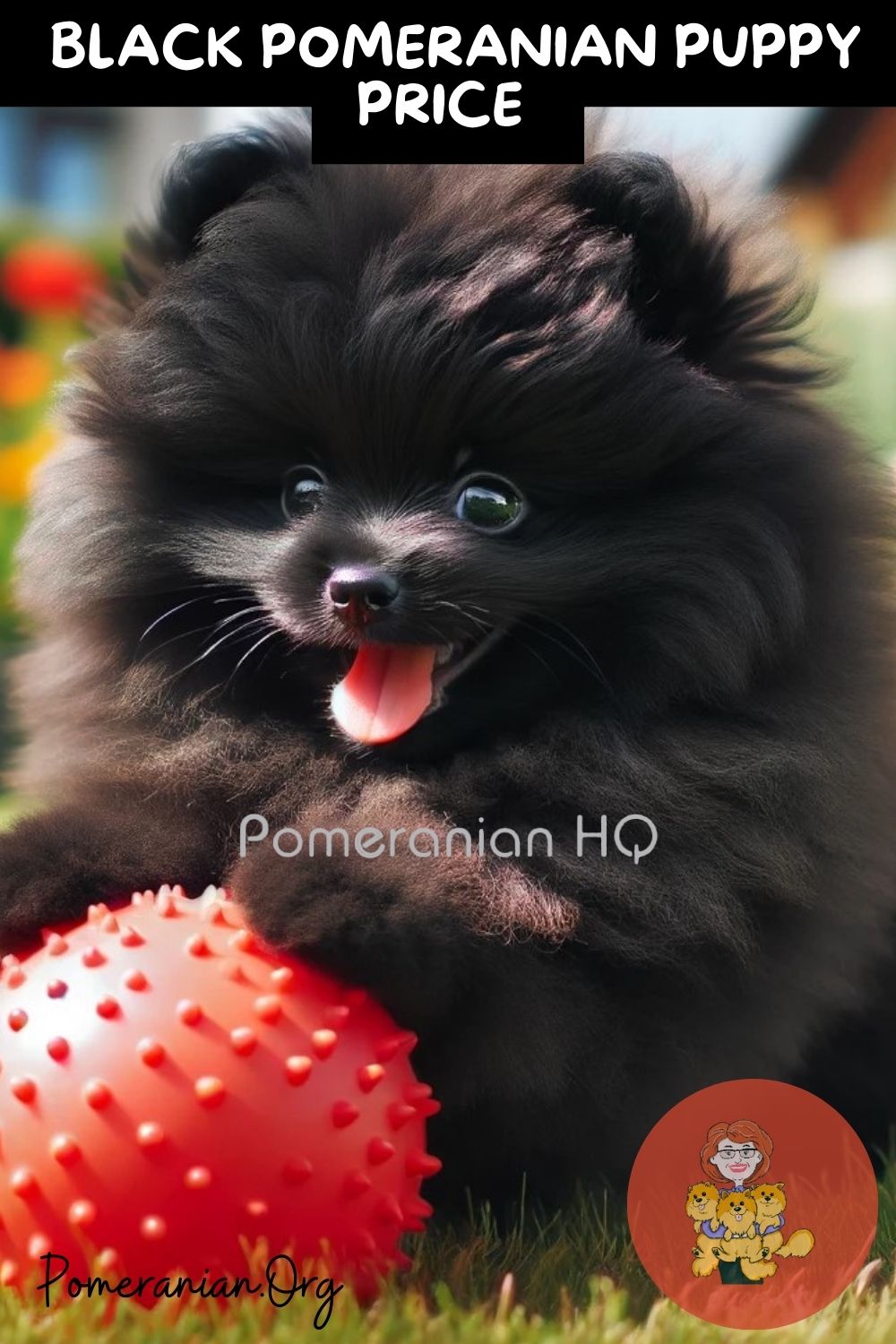 Black and white store pomeranian for sale