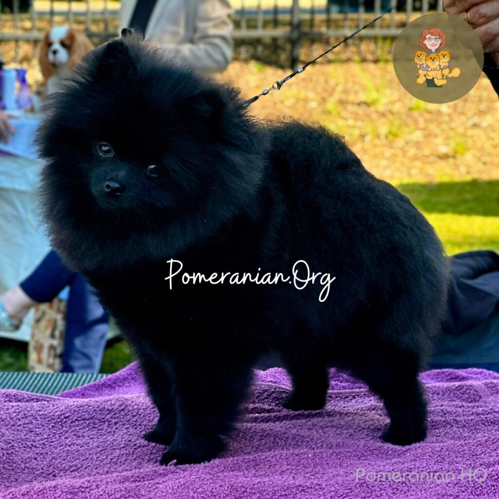 Black Pomeranian Puppy