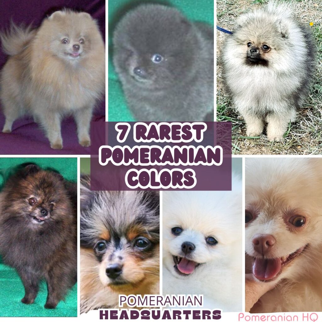 Complete Rare Pomeranian Colors—full Details with Photos.
