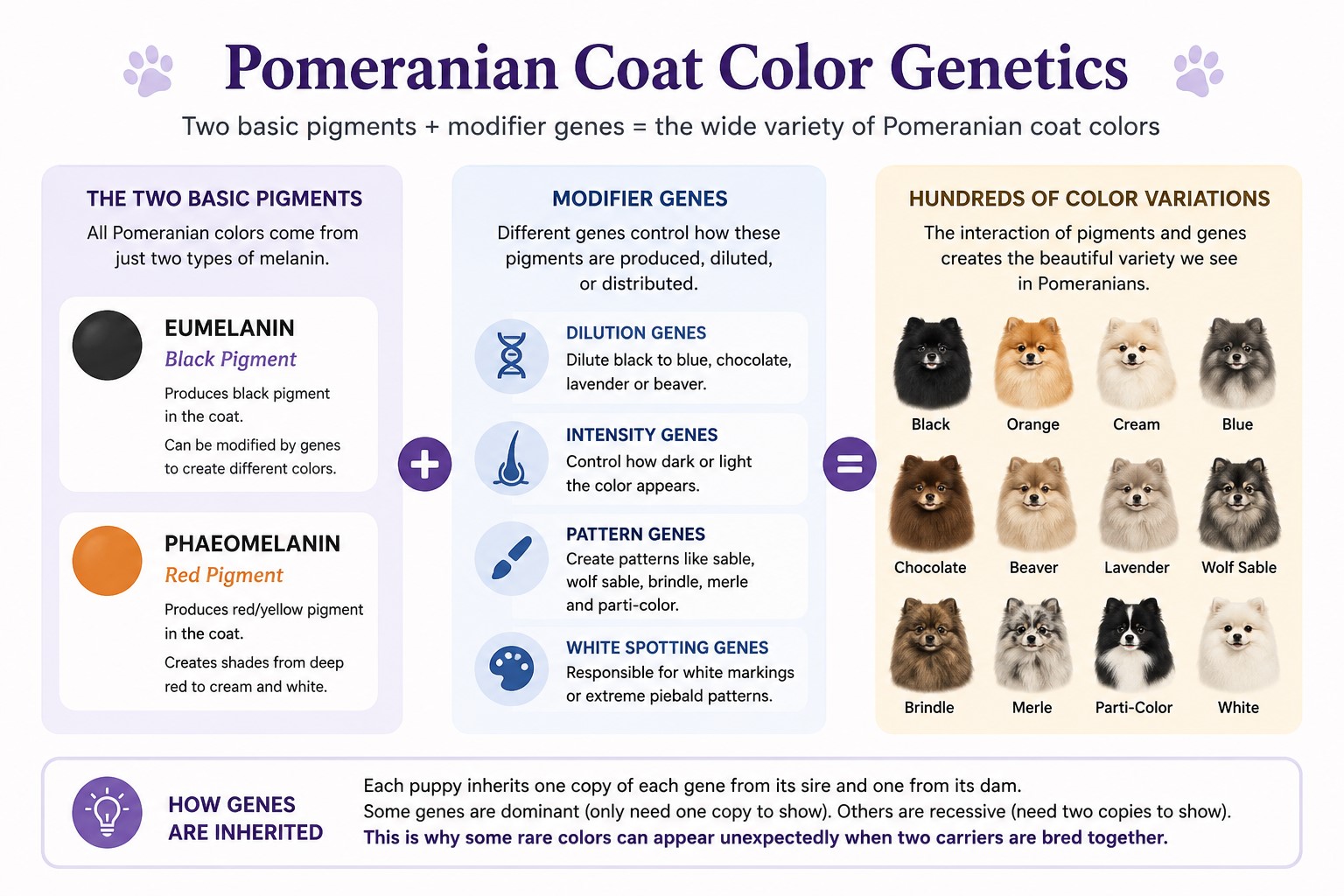 Pomeranian Coat Color Genetics