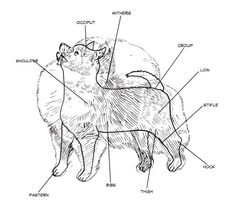 Points of Pomeranian Dog