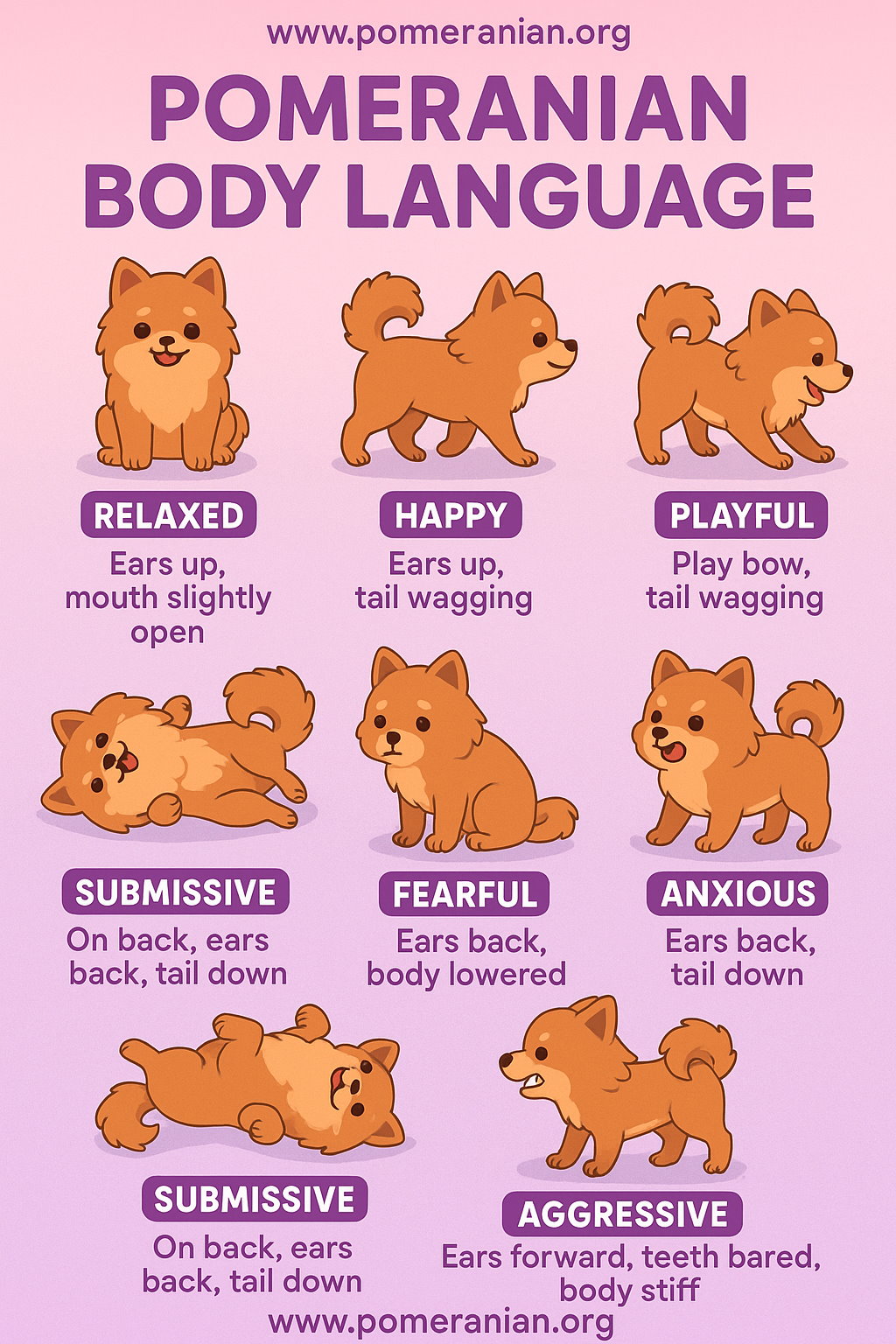 Pomeranian Body Language