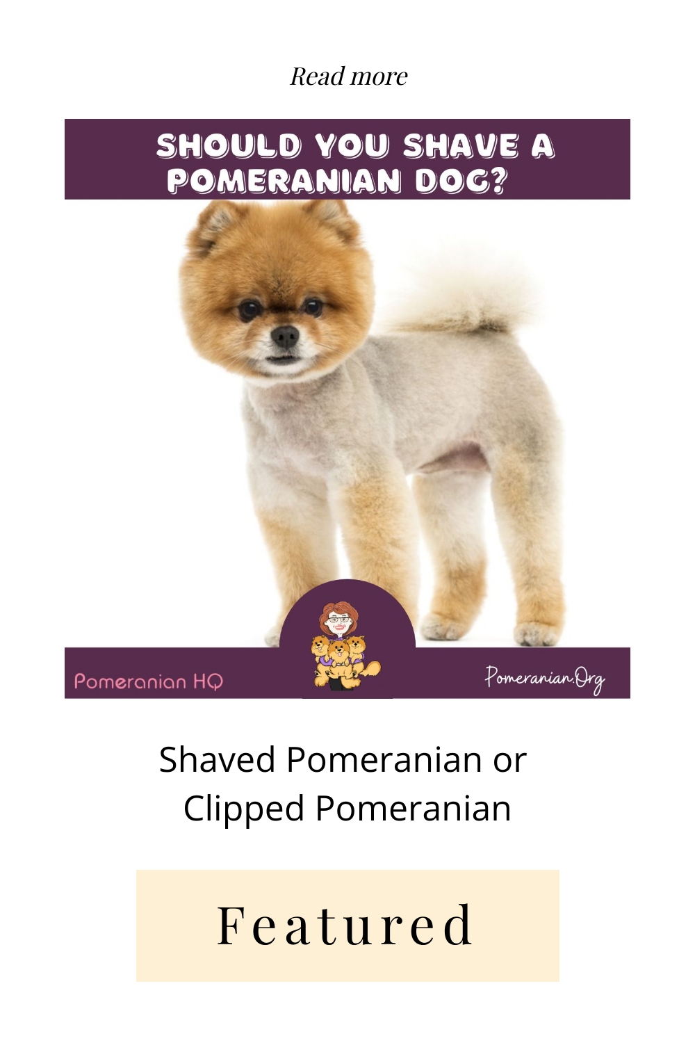 Shaved Pomeranian or Clipped Pomeranian Information