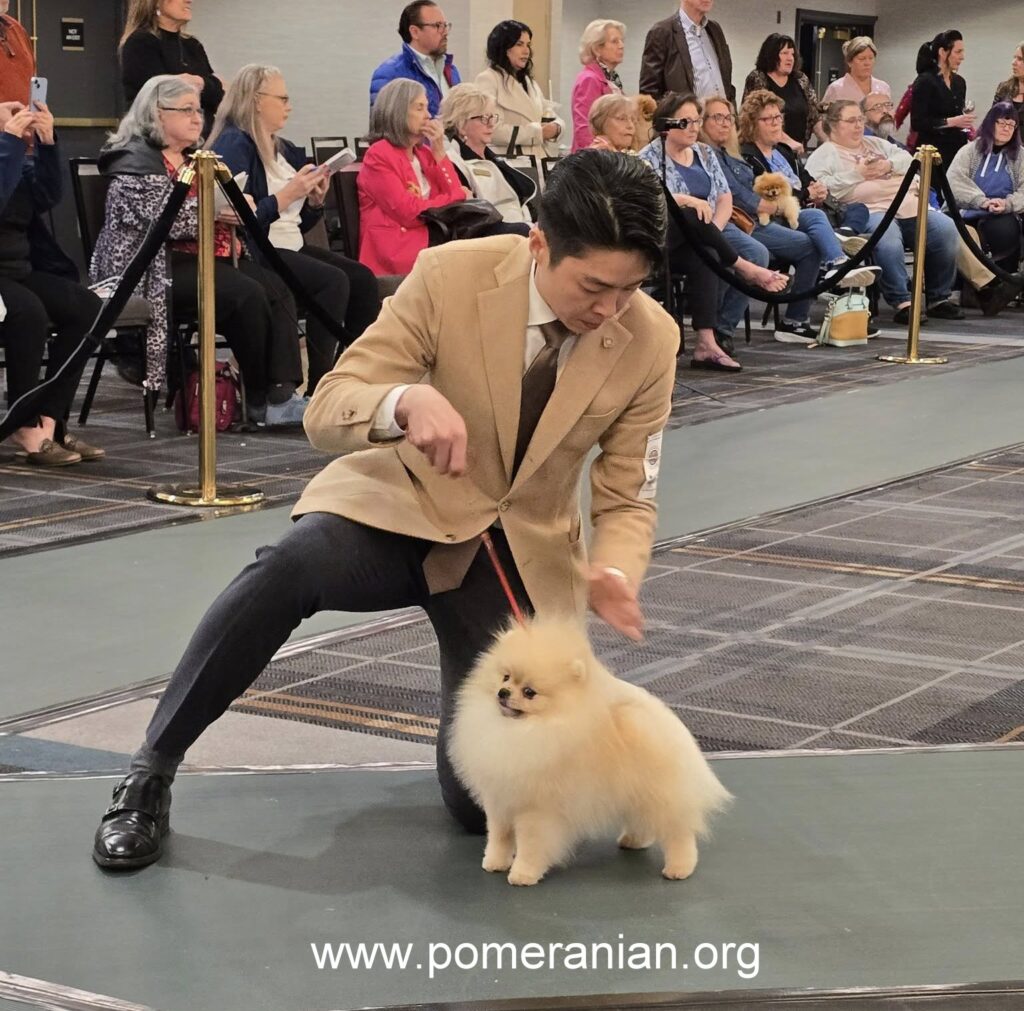 Pomeranians at the American Pomeranian Nationals 2025