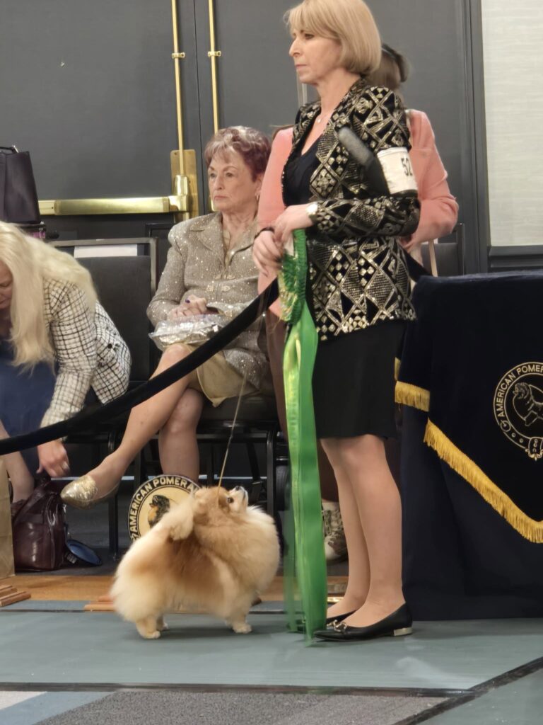 Pomeranians at the American Pomeranian Nationals 2025