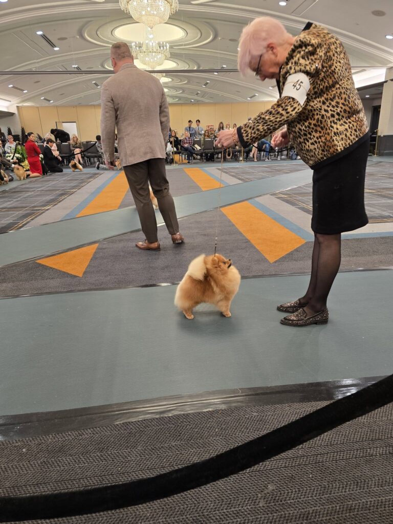 Pomeranians at the American Pomeranian Nationals 2025