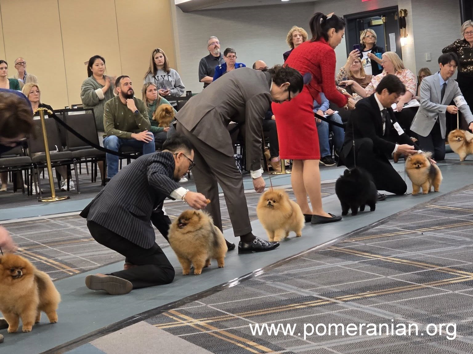 Pomeranians at the American Pomeranian Nationals 2025