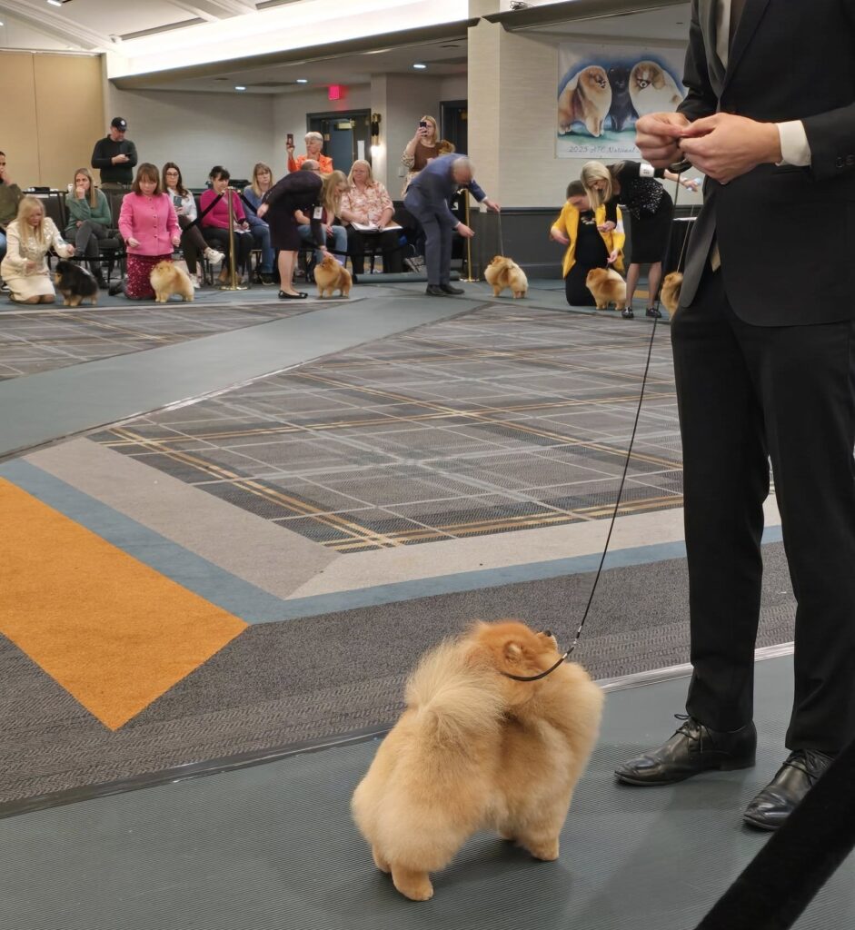 Pomeranians at the American Pomeranian Nationals 2025