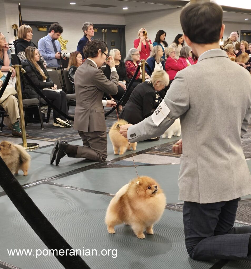 Pomeranians at the American Pomeranian Nationals 2025