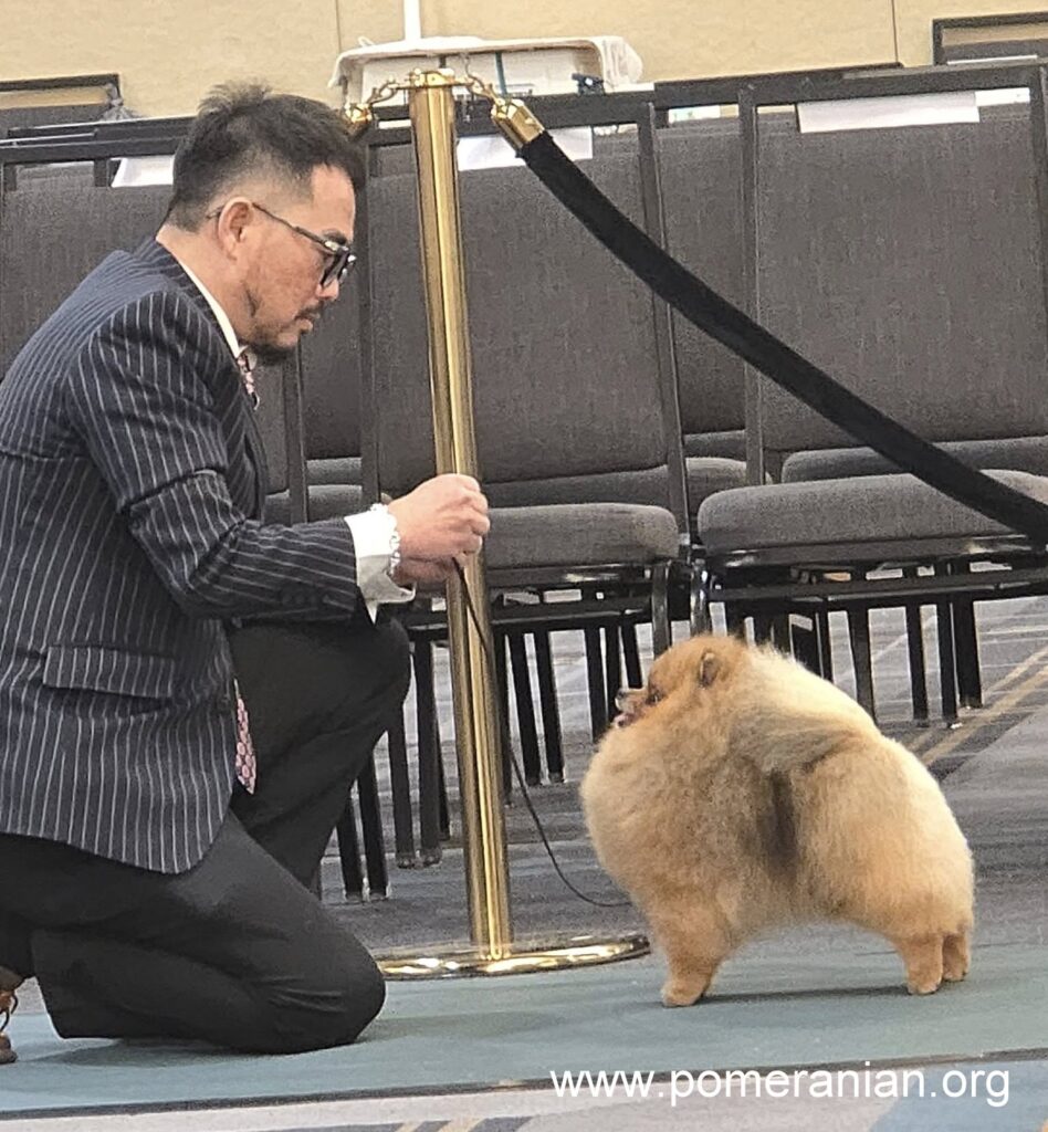 Pomeranians at the American Pomeranian Nationals 2025