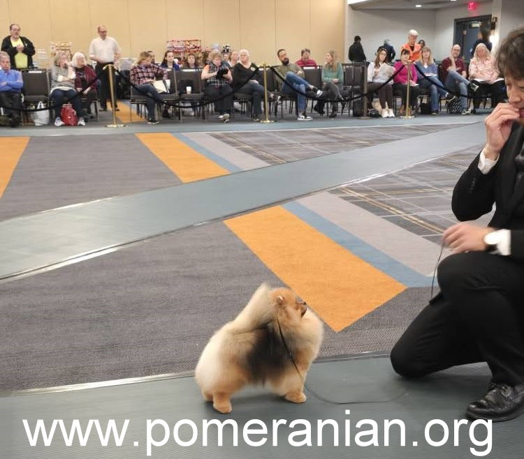 Pomeranians at the American Pomeranian Nationals 2025