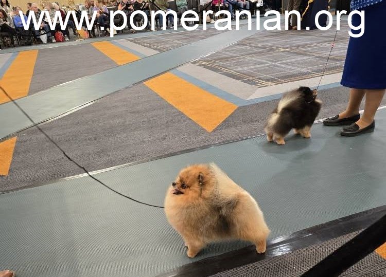 Pomeranians at the American Pomeranian Nationals 2025