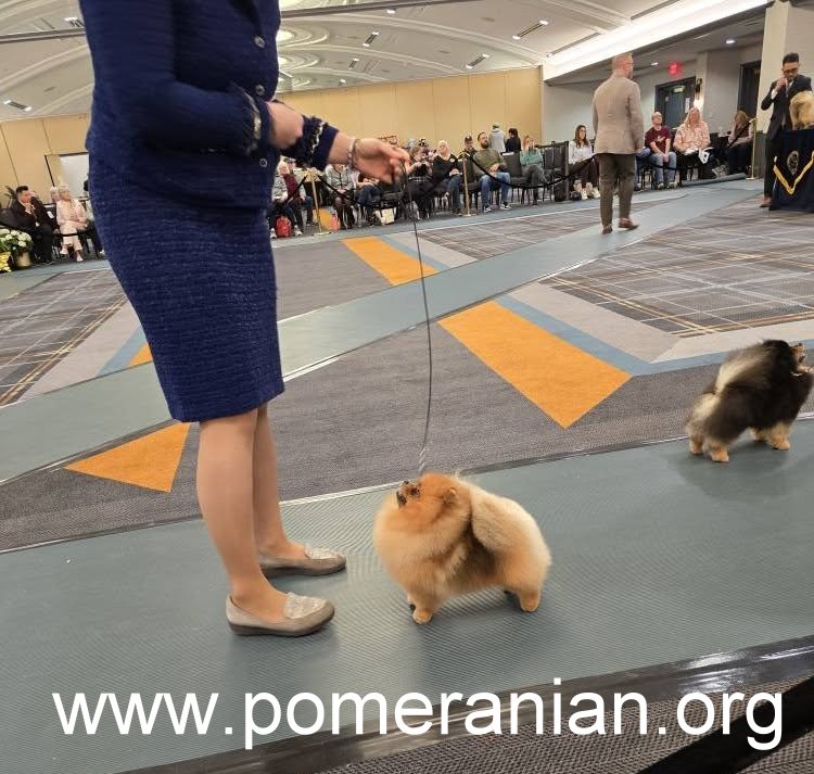 Pomeranians at the American Pomeranian Nationals 2025
