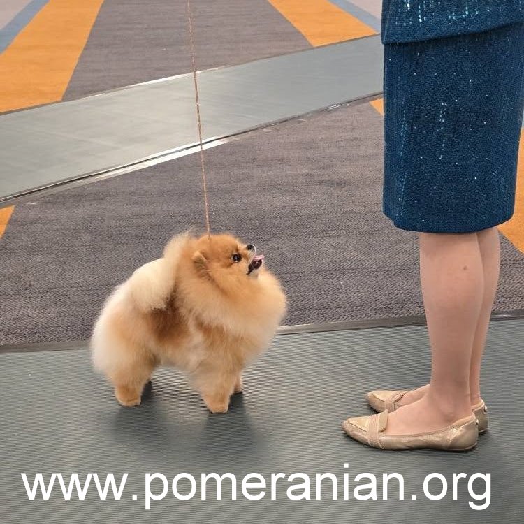 Pomeranians at the American Pomeranian Nationals 2025