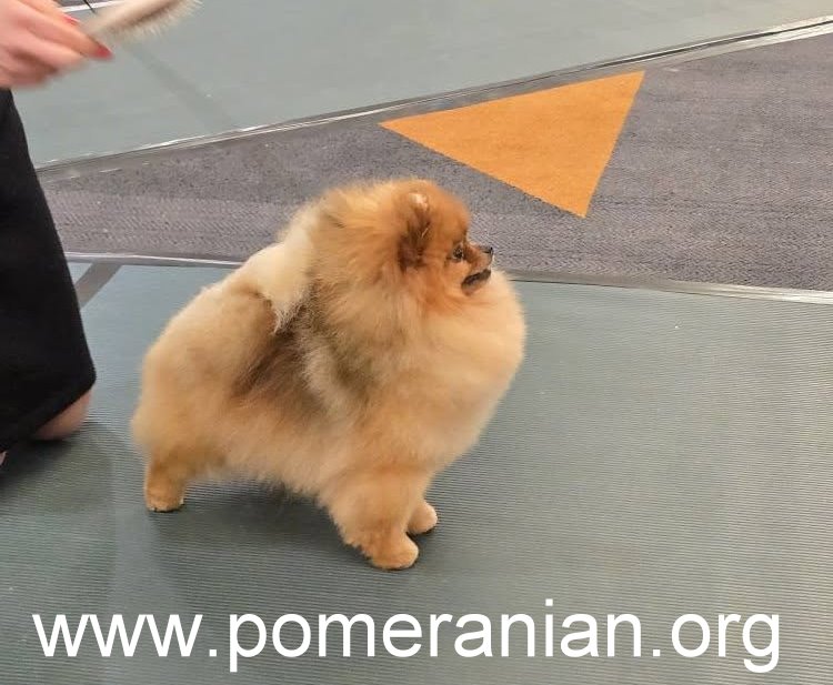 Pomeranians at the American Pomeranian Nationals 2025