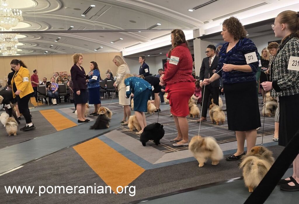 Pomeranians at the American Pomeranian Nationals 2025