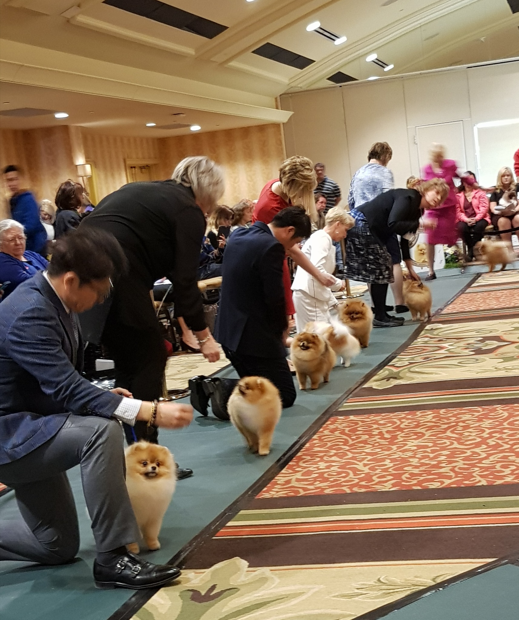 Pomeranians at the American Pomeranian Nationals 2025