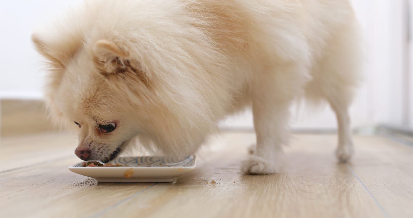 Pomeranian and Food Bowl