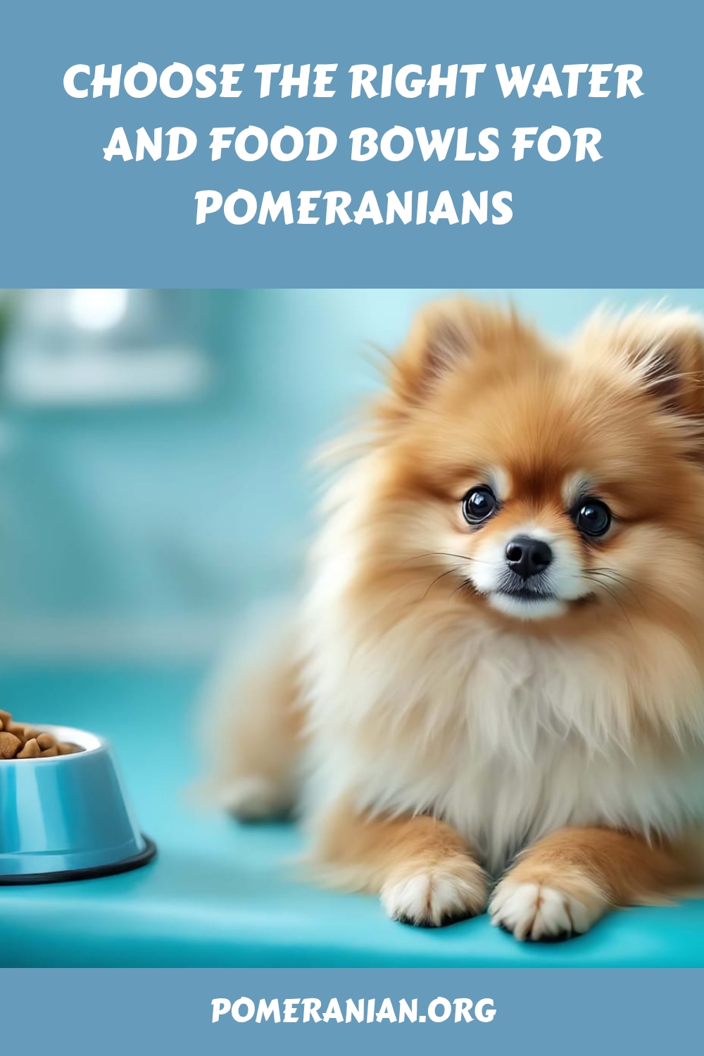 Choose The Right Water And Food Bowls For Pomeranians