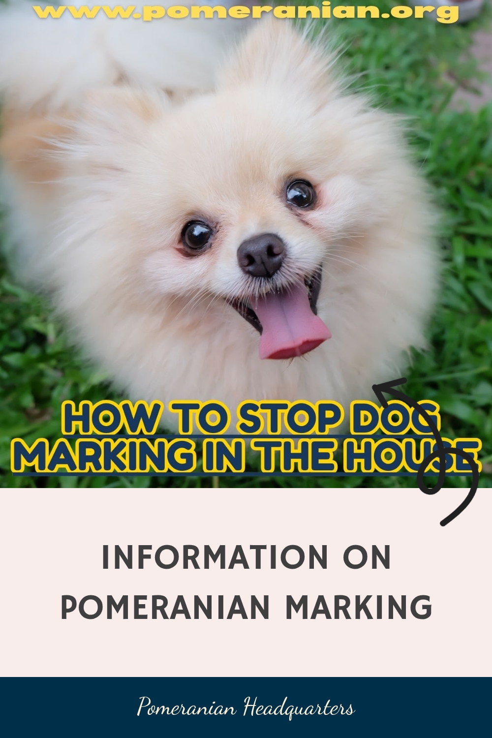 How to Stop Dog Marking in the House