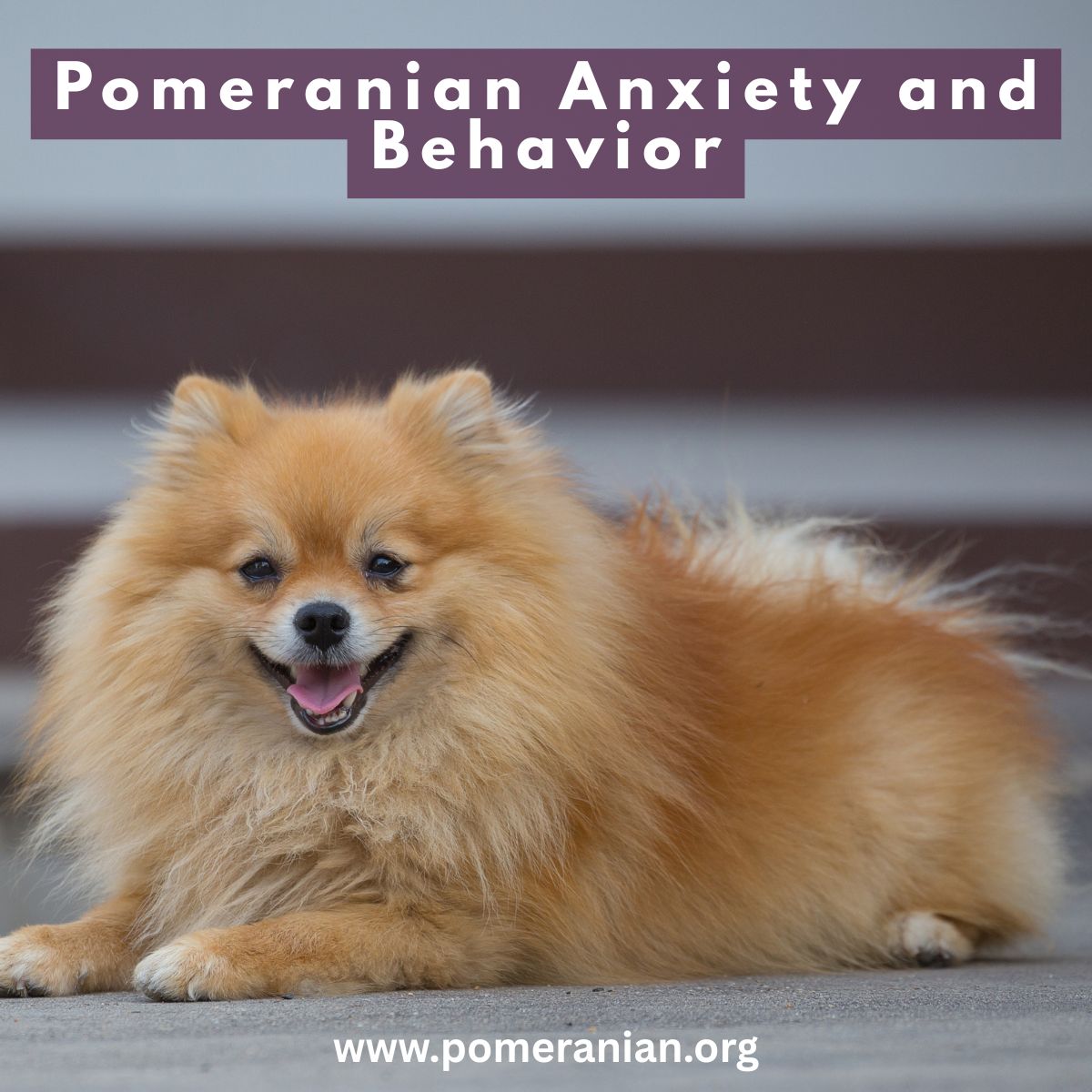Pomeranian Anxiety and Behavior: A Complete Guide