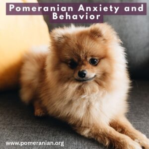 Pomeranian Anxiety and Behavior: A Complete Guide