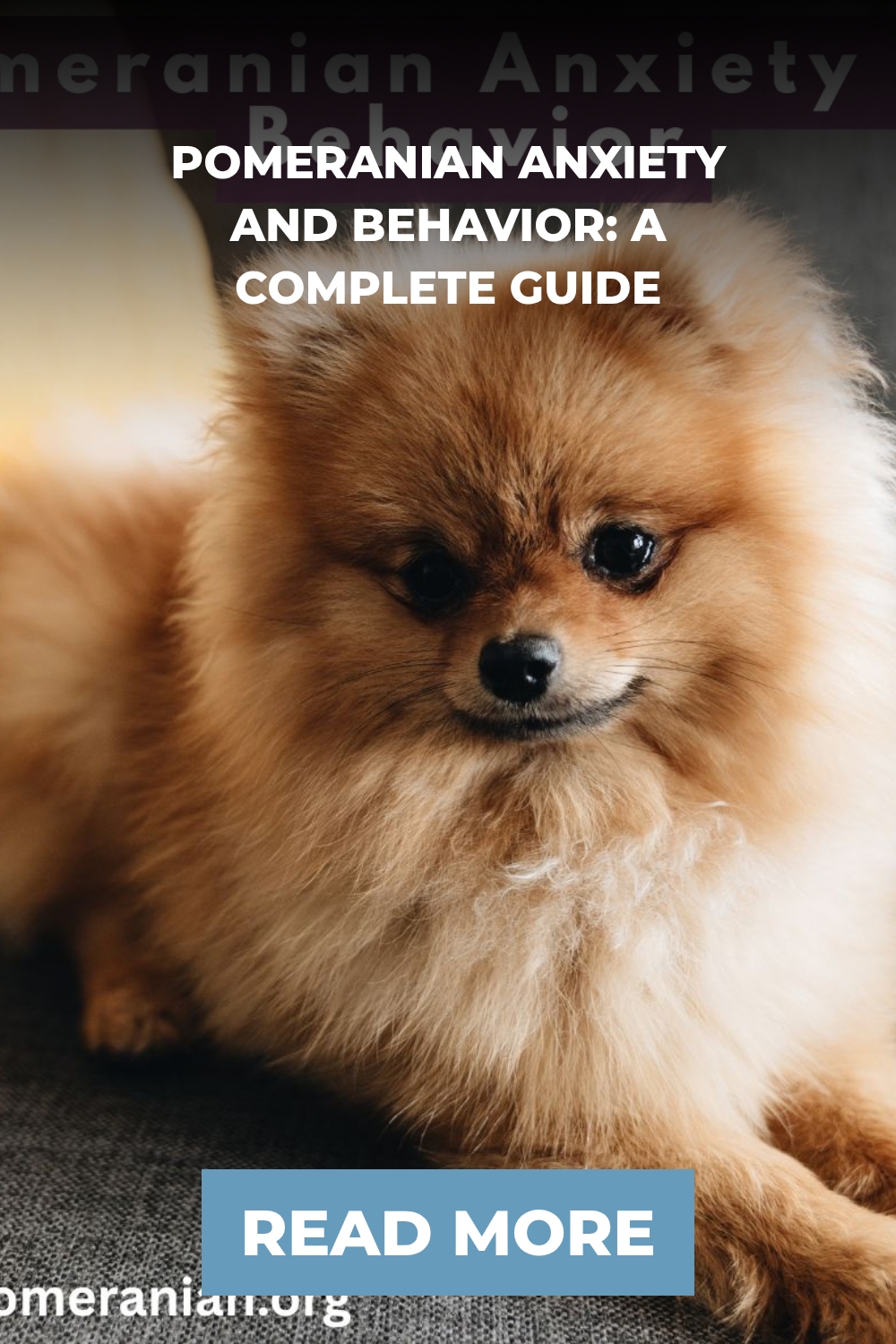 Pomeranian Anxiety and Behavior