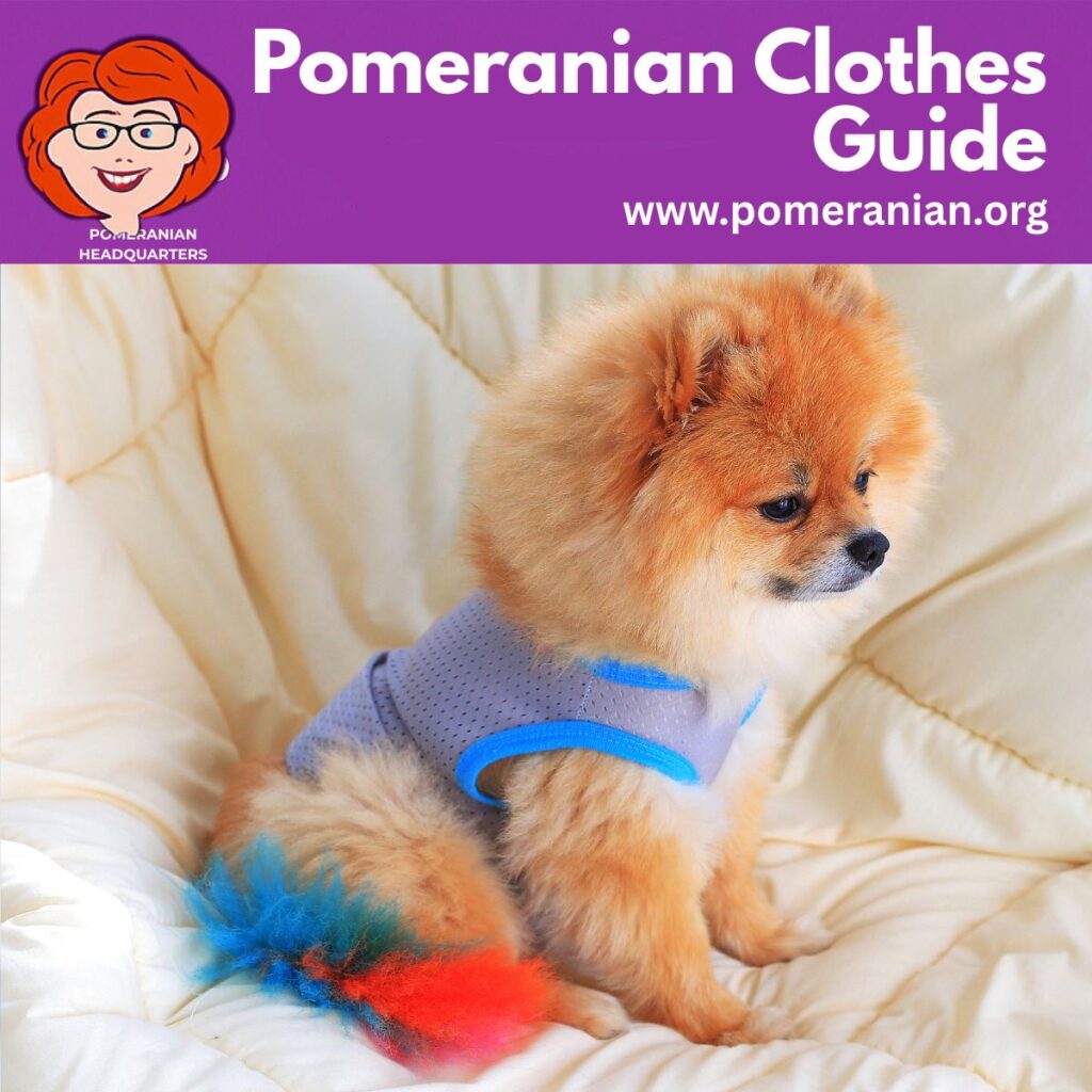 Pomeranian Clothes Guide