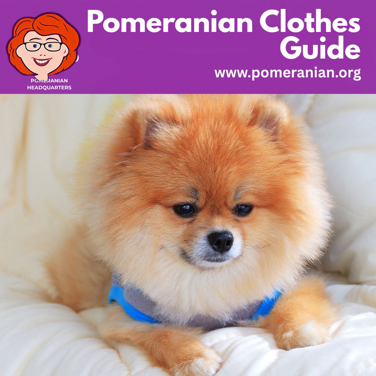 Pomeranian Clothes Guide