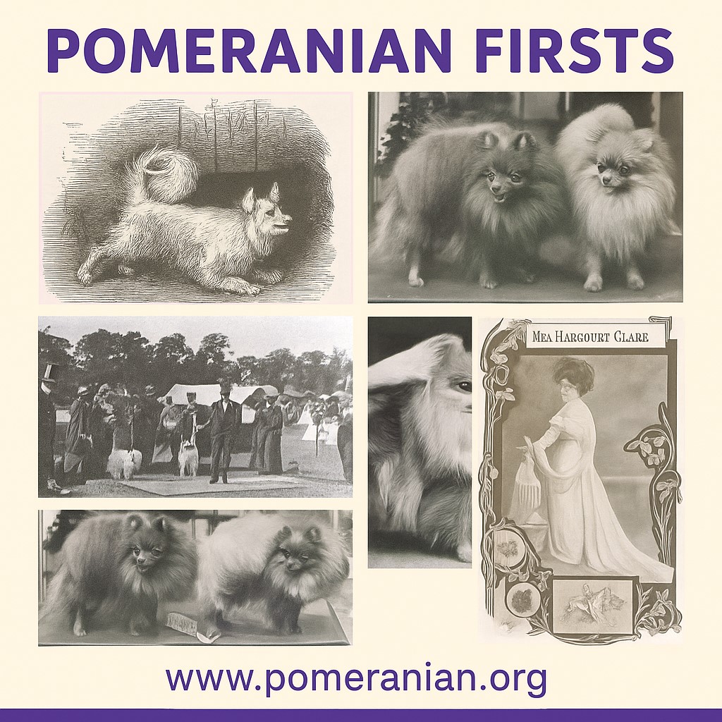 Pomeranian History