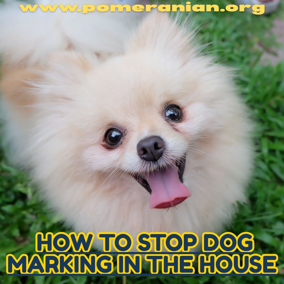 How to Stop Dog Marking in the House