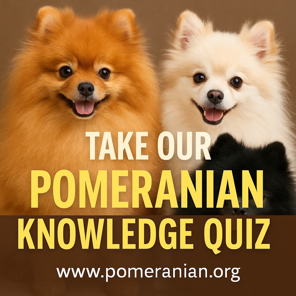 Facts About Pomeranian Dogs