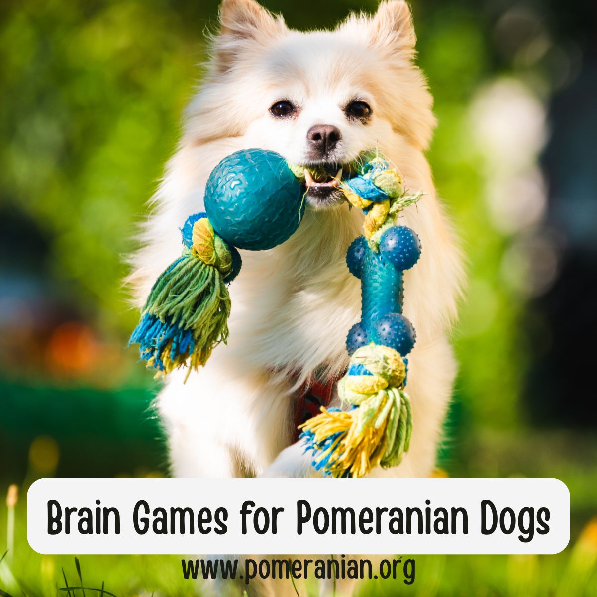 Brain Games for Pomeranian Dogs