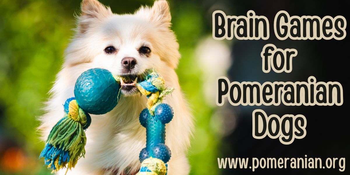 28 Brain Games for Pomeranians: Mental Stimulation and Enrichment Ideas