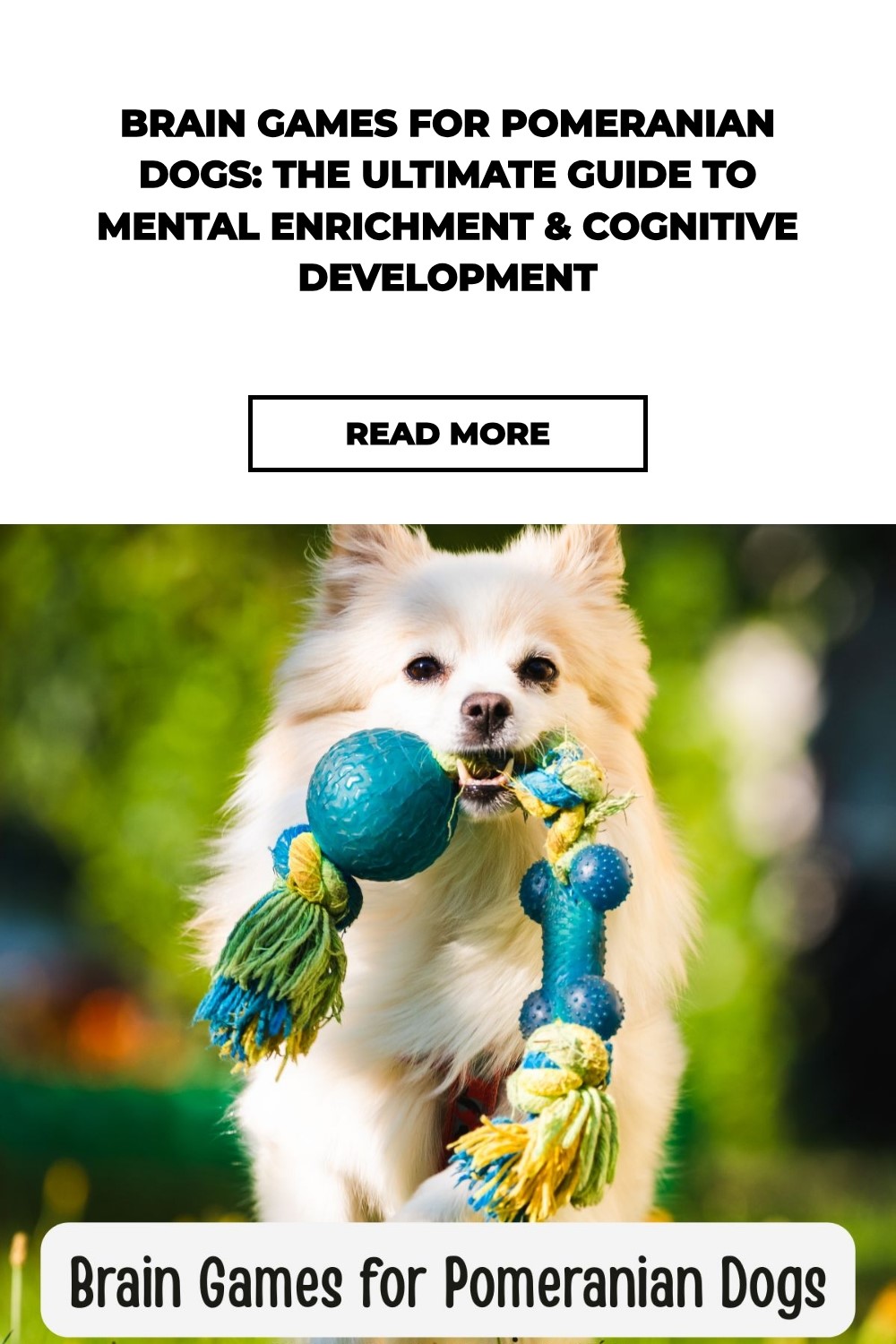 Brain Games for Pomeranian Dogs