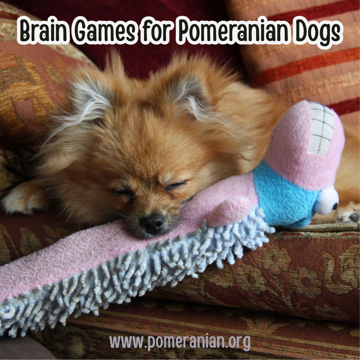 Brain Games for Pomeranian Dogs