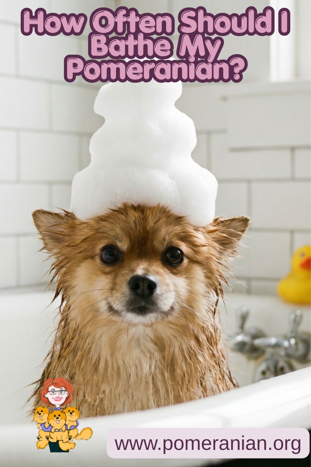 How Often Should I Bathe My Pomeranian? 