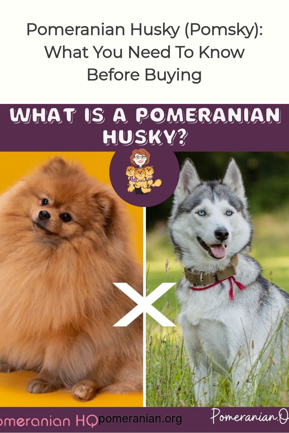 Pomeranian-Husky--Pomsky-