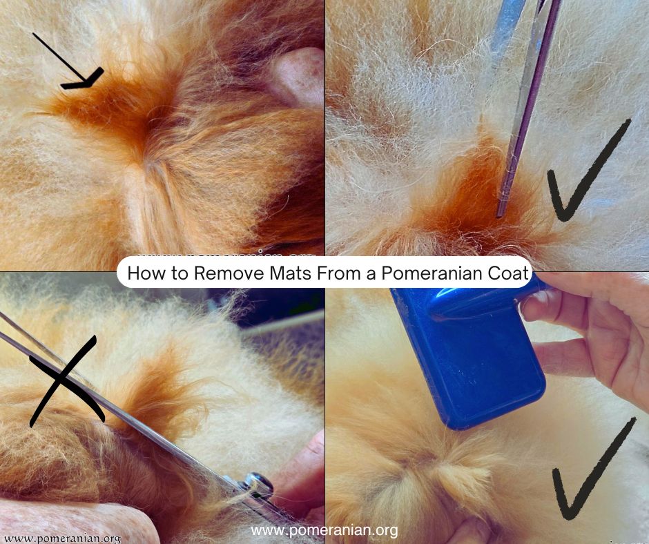 How to Remove Mats From a Pomeranian's Coat