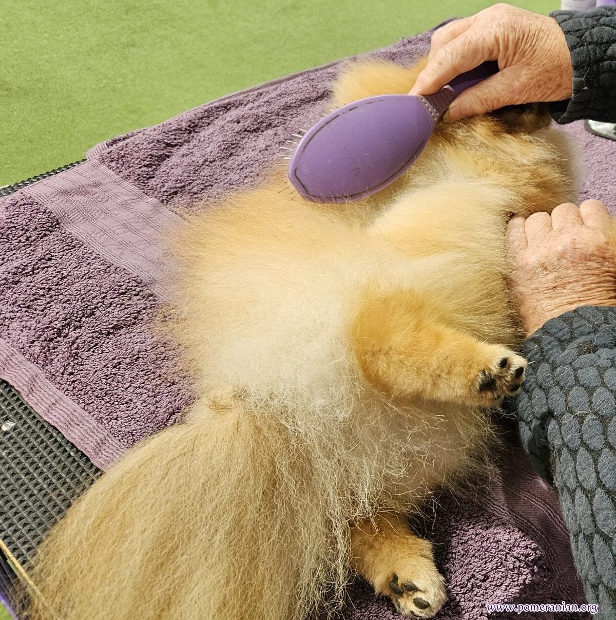 Line brushing a Pomeranian