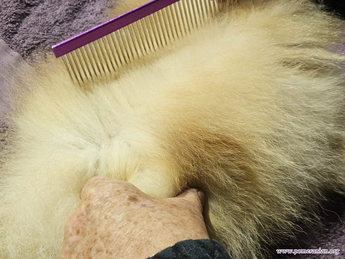 Line combing a Pomeranian