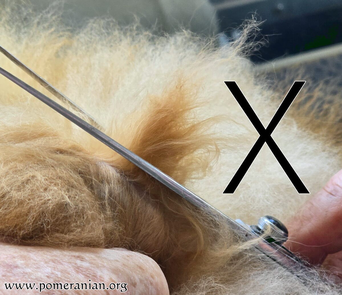 Never Cut Across Pomeranian Mats