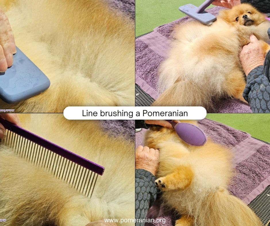 Line brushing a Pomeranian