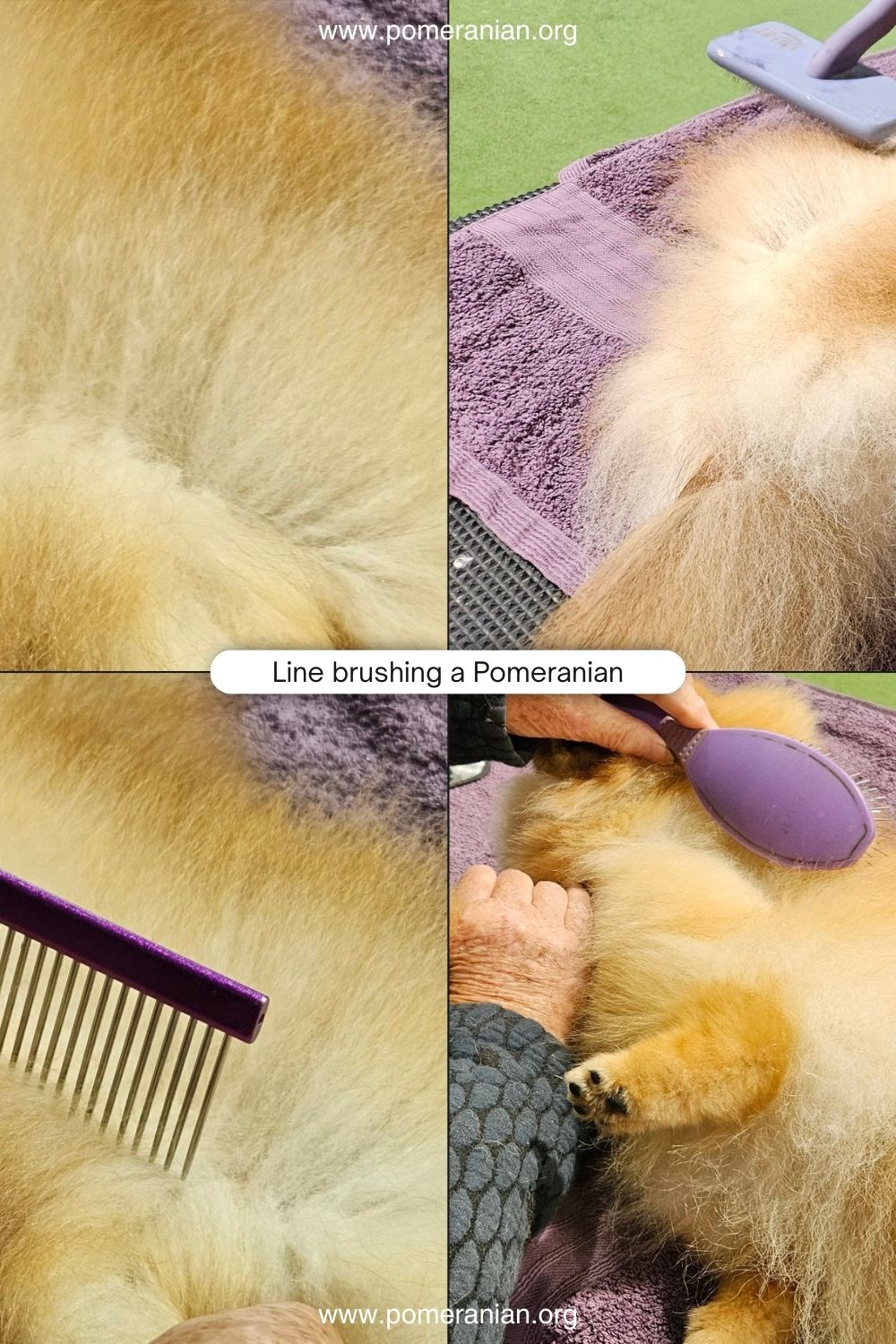 Line Brushing a Pomeranian: Step-by-Step Grooming Guide