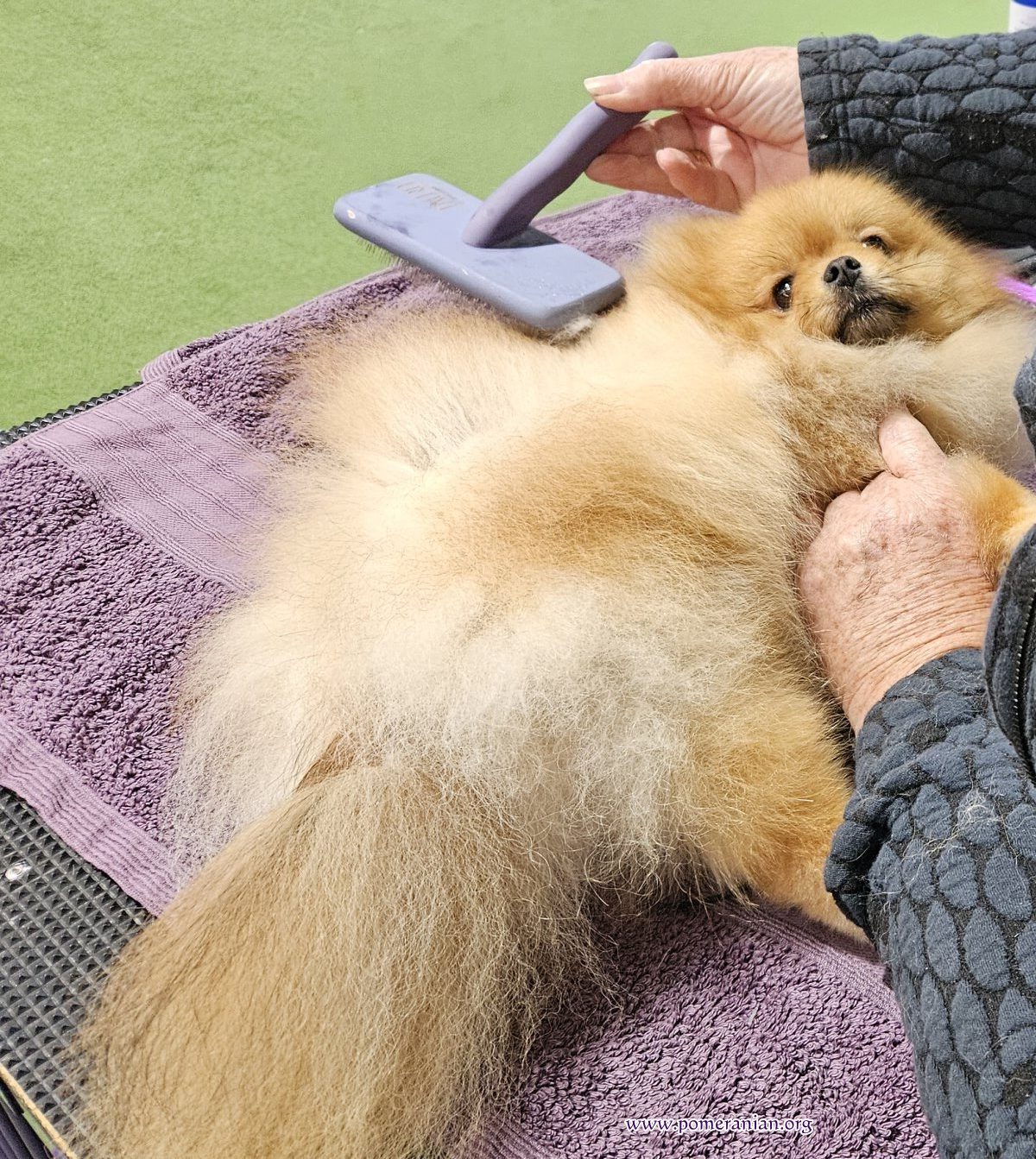 Line brushing Pomeranian dog
