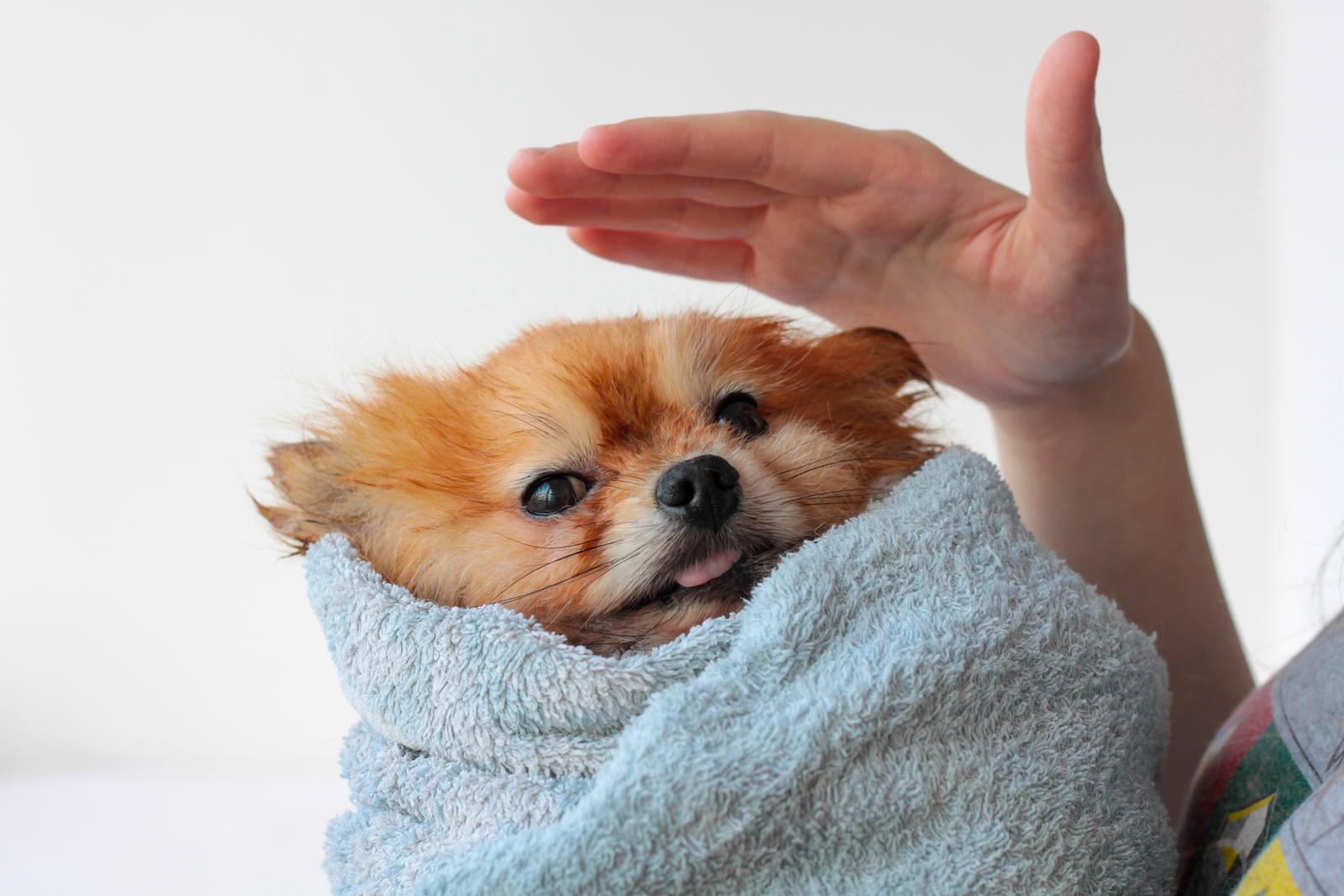 Wet Pomeranian, wrapped in Towel.